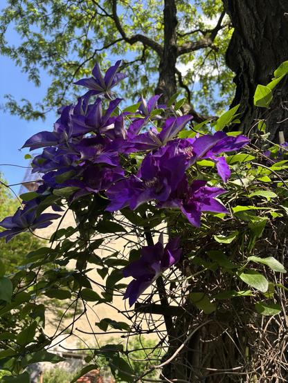 The purple blooms are almost all at the top of the trellis. Another tree in background, and clear blue sky.