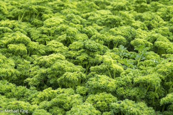 Sprigs of parsley look appear as treetops