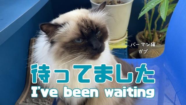 バーマン猫ガブとラフ【待ってました】I've been waiting（バーマン猫）Birman/Cat