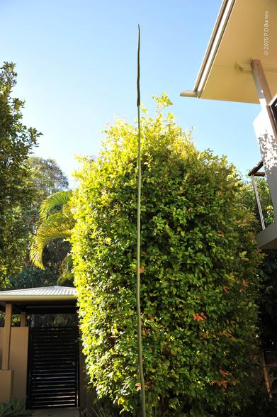 A single flower spike from a grass tree towers vertically and tops the roof-line of a two-storey building by at least a metre.