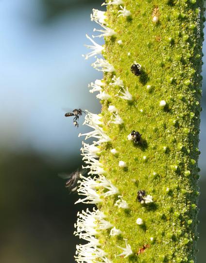 The right half of the image shows a short section of a bright green, cylindrical flower spike. It's covered in a helical pattern of buds and flowers. The left face is covered in little forests of white stamens tipped with tiny anthers, and several small black native bees are foraging on the flowers. One bee is caught hovering in profile, immediately next to a flower.