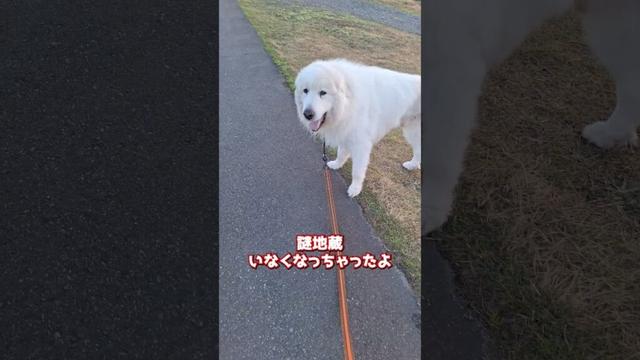 【謎地蔵失踪】どこに行ったの？ #グレートピレニーズ #超大型犬 #レン #レンと遊ぼう #Shorts