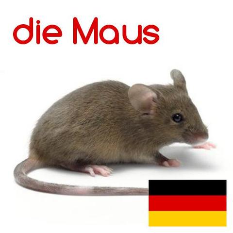 maus