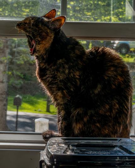 A profile of a tortoiseshell cat in a window with its mouth open wide