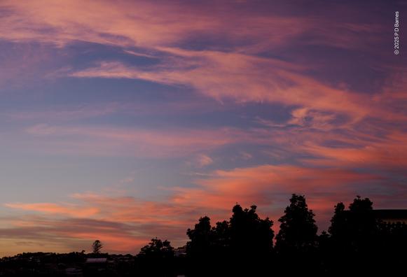 A row of Queensland Kauri pines is silhouetted before a dawn sky strewn with wispy clouds in pinks and peaches. They in turn are in front of a brightening blue that ranges from violet in the darkest corner to eggshell blue near the horizon.