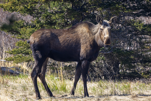 A big dark and light brown female moose stands in bright sunlight in front of green trees.  She's looking directly at the camera.