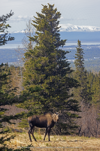 A vertical wide-shot of the moose in front of a tall green spruce tree.  The Anchorage bowl is visible in the middle ground with the waters of Cook Inlet and then the snow covered top of Sleeping Lady in the distance.