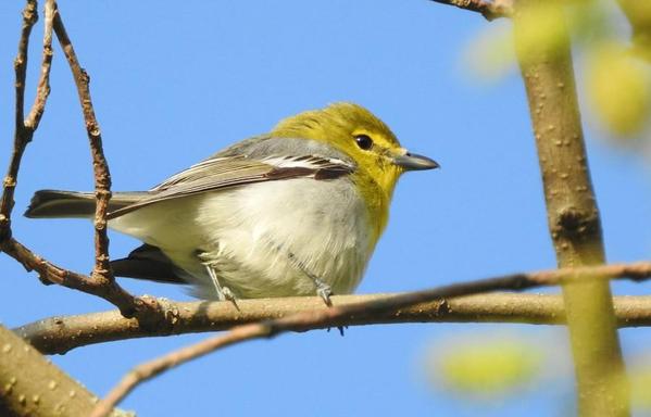 Yellow-throated vireo, by Mary Ellen