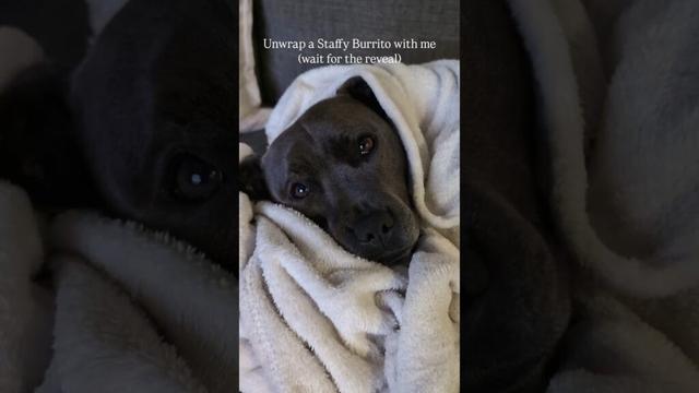 My Sleepy Staffy Burrito 🥰