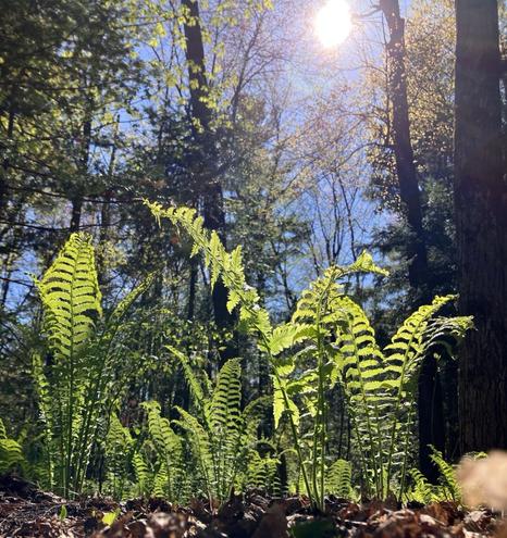 From the forest floor looking up, a stand of ferns in the foreground, backlit by the sun. Beyond the ferns, mature deciduous and coniferous trees against a bright blue sky. The sun is shining bright at the top of the frame.