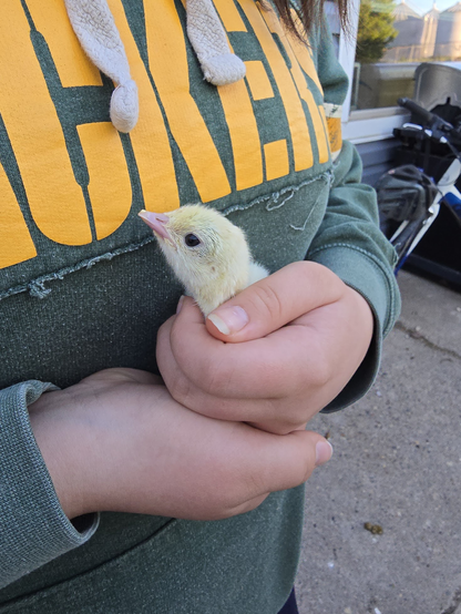 Closeup of a person holding a baby turkey chick in their hands. The chick is covered in yellow down, and you can see the egg tooth on its beak.