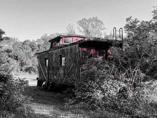 An old, abandoned caboose, overgrown with vegetation, sits among trees. The photo is mostly black and white, with the caboose highlighted in shades of red. The caboose has weathered wood and some signs of wear, with graffiti visible on its side. The roof is partially exposed, and a ladder is visible on top. Surrounding bushes and trees are lush, adding a sense of nature reclaiming the abandoned train car.