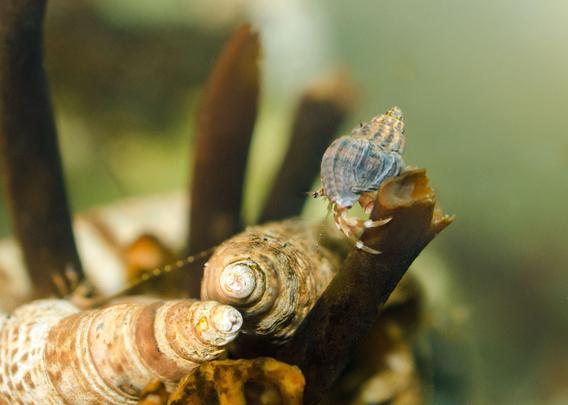 Side view of a hermit crab standing on a broken piece of kelp holdfast, a dark brown tube. The hermit displays orange and white legs; the larger cheliped is half hidden on the far side, behind the holdfast. The hermit's shell is clean, with no algae visible, quite small with only 4 spiral turns; the bottom turn is pale blue, with raised lengthwise ridges; the top three turns are pale brown, with blue ridges.
Below, between other pieces of the holdfast, are two long mudsnail shells, in browns and white; they're occupied by hairy hermit crabs, barely seen in the background.
