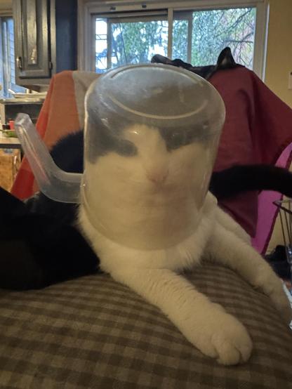 penny, a black and white cat, with a measuring cup over her head. her head looks very silly. (the measuring cup was removed immediately afterwards)