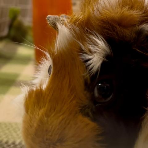 キリリとした左眉