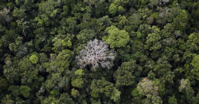 Brazil cuts deforestation emissions below 2020 targets