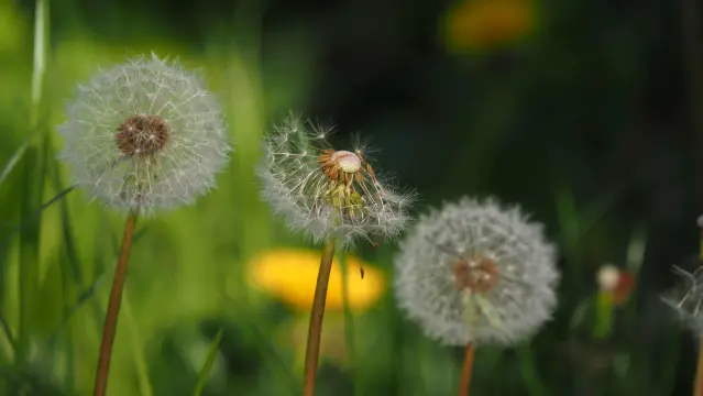 Drei Pusteblumen in einer Wiese