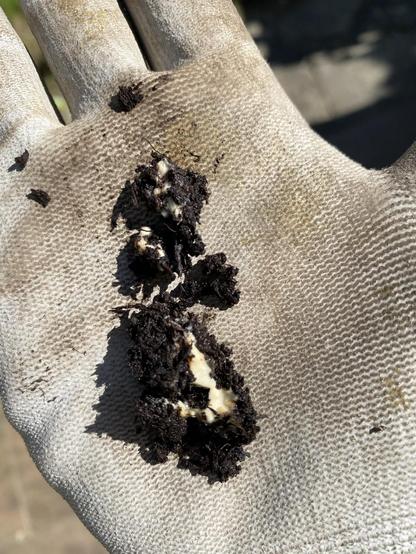A bit of soil with white slime on the palm of a hand in a gardening glove
