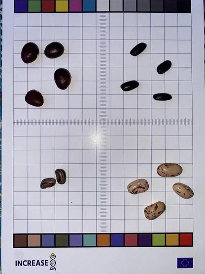 14 beans in four groups on a sheet with markings to tetermine size and color.