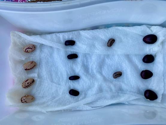 A plastic box with wet kitchen paper. There are four rows of beans on the paper. One of the rows consists of only two beans because I have just four of this variety and didn‘t want to use the all for this round.
