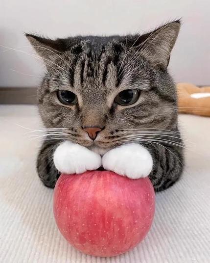 A tabby cat with white paws on a red apple