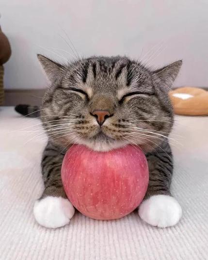 With eyes closed, chin resting on the apple