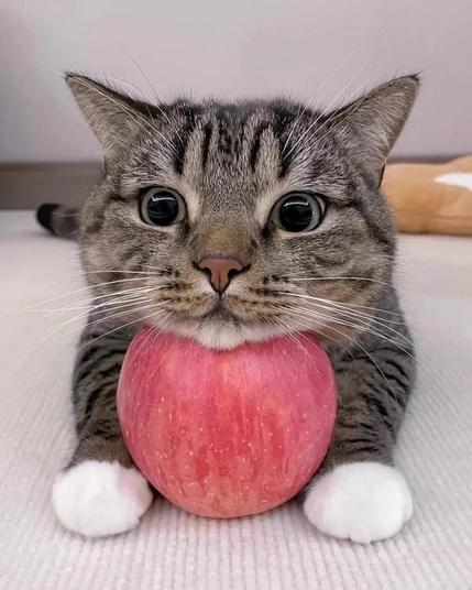 Eyes wide open and chin resting on the apple