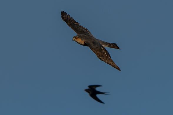 Sperber und Schwalbe am Himmel...