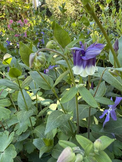 Blaue Akelei mit weißem Röckchen, dahinter zartrosa Azalee
