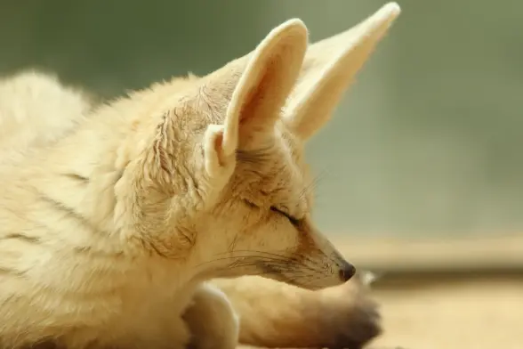 Close up of a fennec fox photographed from the side, mostly only the head is visible. She looks very sleepy and her eyes are closed.