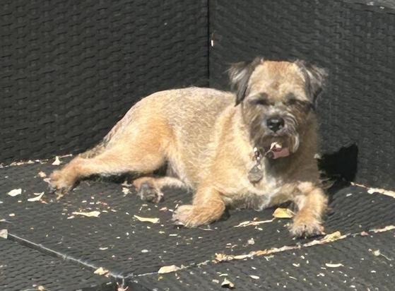 My dog sits on the chair in the garden