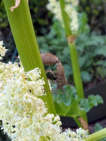 Zwei braune Lederwanzen paaren sich an einem Rhabarberstiel mit blühendem Blütenstand. Foto by Johann Seidl, Gartenpoet.

Two brown leaf-footed bugs mating on a rhubarb stalk with flowering inflorescence. Photo by Johann Seidl, Gartenpoet.