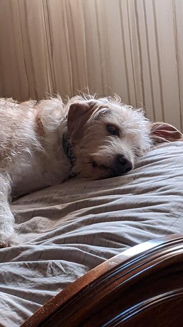 the dog Buba lies on a bed with absolute laziness