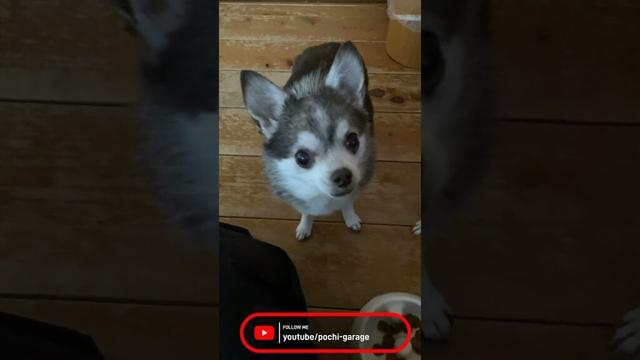スムースコートチワワ 毎度おなじみ、みんなでご飯 #Shorts #dog