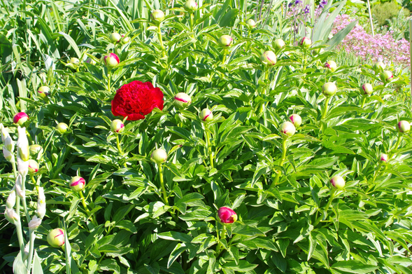 Pfingstrosenstaude mit etwa 40 Knospen und einer Blüte in Rot.