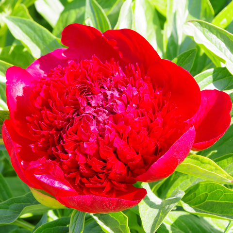 Rote Blüte mit dichter Füllung.