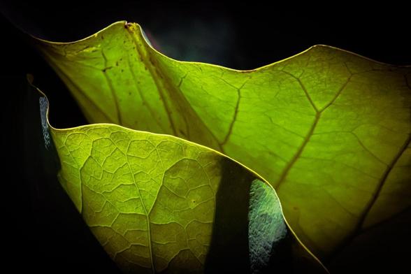This image shows a close-up of some leaves that are backlit, allowing you to see the intricate details and vein patterns. The lighting creates a contrast between the illuminated parts and the darker areas, highlighting the texture and vibrant green color of the leaves.