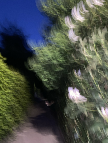 Verwischtes Bild von Büschen und Blüten in sehr kontrastreicher Beleuchtung.