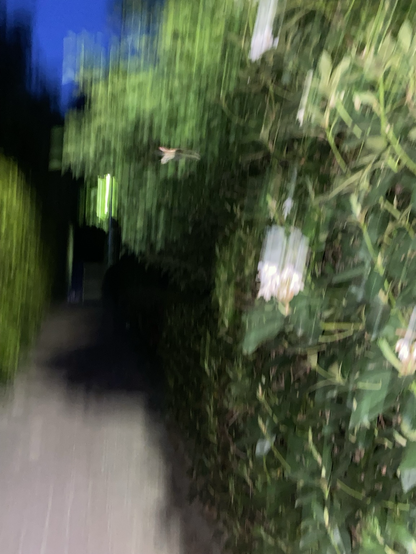 Verwischtes Bild von Büschen und Blüten in sehr kontrastreicher Beleuchtung. Schemenhaft ist ein Maikäfer erkennbar.
