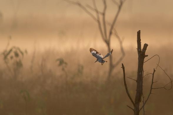 A Pied Kingfisher (Ceryle rudis) captured mid-flight against a golden, misty grassland backdrop, its wings outstretched and a fish held tightly in its beak, with a bare tree branch silhouetted nearby.