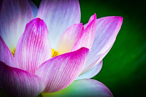 The image shows a close-up of a lotus flower with pink petals. The petals have a gradient of colors, from deep pink to a lighter hue, and the center appears to be yellow. The background is a deep green, likely leaves or water.