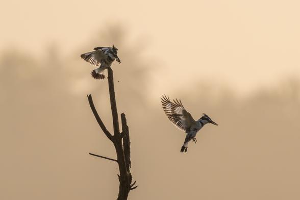 Two Pied Kingfishers (Ceryle rudis) captured in a moment of interaction at sunrise—one perched on a bare tree branch clutching a fish in its beak, while the other hovers nearby with wings spread, silhouetted against a golden misty backdrop.
