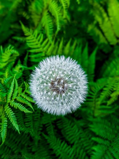 Deshalb: Lernen ist kein Ziel – es ist ein Weg, der nie endet.

Bildbeschreibung im Kontext des lebenslangen Lernens:

Im Zentrum des Bildes schwebt eine voll ausgebildete Pusteblume – filigran, kugelrund, bereit, ihre Samen dem Wind anzuvertrauen. Sie steht in scharfem Kontrast zum satten, tiefgrünen Farn im Hintergrund, der den natürlichen Rahmen und den stillen Kontext liefert. Diese Szenerie wirkt nicht nur ästhetisch, sondern auch symbolisch:

Die Pusteblume erscheint nicht zufällig, sondern zu einem bestimmten Zeitpunkt im Jahr – Anfang Mai. Wer dieses Naturphänomen zu deuten weiß, erkennt an ihr die Sprache der Jahreszeiten, der Biologie, des Lebensrhythmus.

Das Bild ist ein Gleichnis für Wissen:
Nur wer gelernt hat, sieht in der Blume mehr als nur eine zarte Struktur – er liest Zeit, Zyklus, Bedeutung. So wird die Pusteblume zum Symbol für lebenslanges Lernen: Je mehr man weiß, desto mehr Zusammenhänge erschließen sich.

Wissen schenkt Tiefe. Lernen verleiht Bedeutung.
Und manchmal reicht eine Blume, um das zu erkennen.🖖