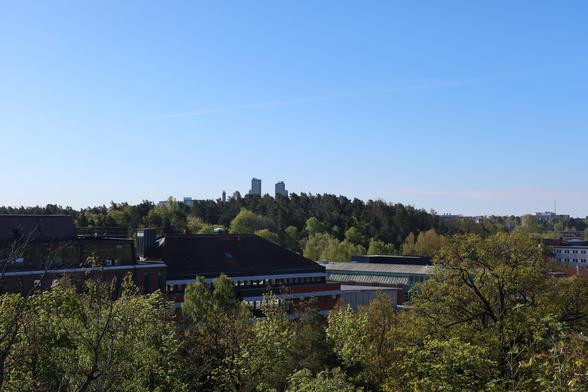 View with trees and the skyscrapers in the distance.