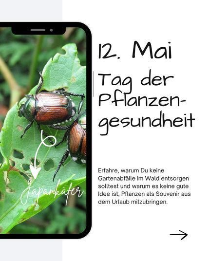 Neben dem Bild eines Japankäfers steht:
12. Mai
Tag der Pflanzengesundheit

Erfahre, warum Du keine Gartenabfälle im Wald entsorgen solltest und warum es keine gute Idee ist, Pflanzen als Souvenir aus dem Urlaub mitzubringen.