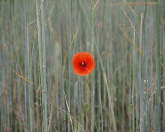 The image shows a single red poppy flower standing out among tall, thin green stems, likely in a grassy field or meadow. The poppy is centrally focused, creating a contrast with the surrounding greenery.