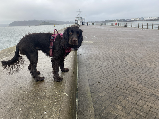 Maisie the (Wet) Chocolate spaniel, standing on the raised sea wall, of an empty pier (Mountbatten) near Plymouth, Devon