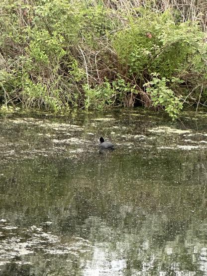 A coot on an old mill lodge with an overgrown bank behind it