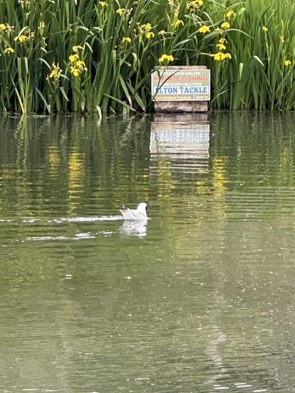 A black headed gull swimming on an old mill lodge with a bank of yellow flowered flag irises behind it, a wooden sign saying Private Fishing permits available from Elton Tackle