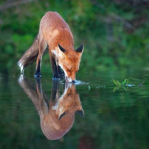 Picture of a Fox